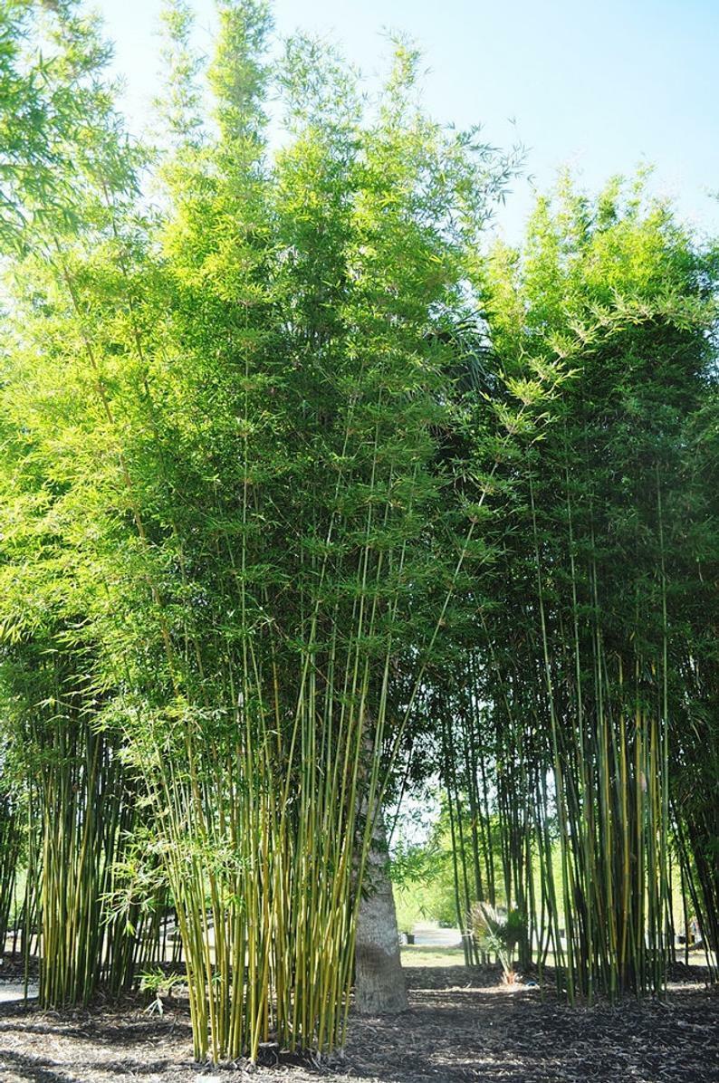 Planting Bamboo Tree Seeds for a Lush Garden