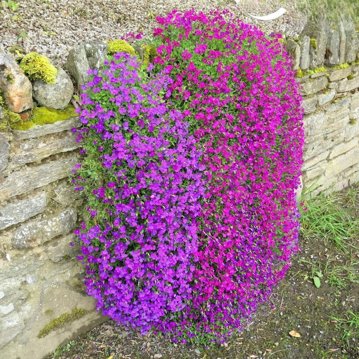 Mixed Aubrieta Flower Seeds for Planting Sun Loving Heirloom & GMO Free Seeds for Home Garden
Sale