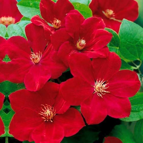 Light Red Clematis Flower seeds for Planting Bright Blooms Heirloom & GMO Free Seeds for Home Garden