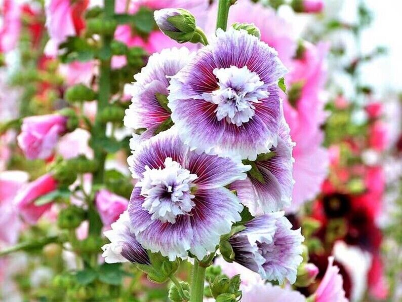 White Purple Hollyhock Flower seeds for Planting - Drought Tolerant, Heirloom & GMO Free Seeds for Home Garden