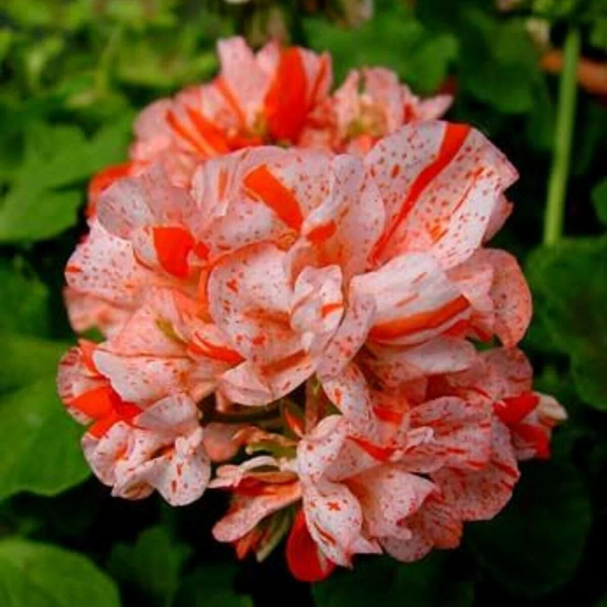 White Orange Pelargonium Flower Seeds for Planting Cottage Garden Essential Heirloom & GMO Free Seeds for Home Garden
Sale