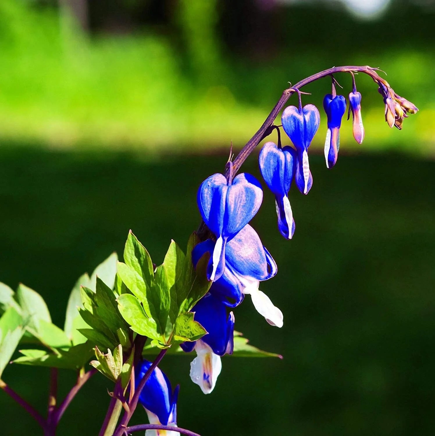 Blue Bleeding Heart Flower seeds for Planting - Long Bloom Season, Heirloom & GMO Free Seeds for Home Garden