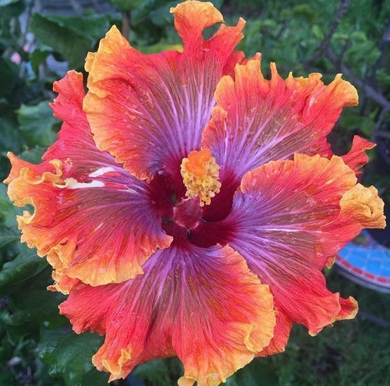 Purple Orange Hibiscus Flower seeds for Planting - Pollinator Friendly, Heirloom & GMO Free Seeds for Home Garden