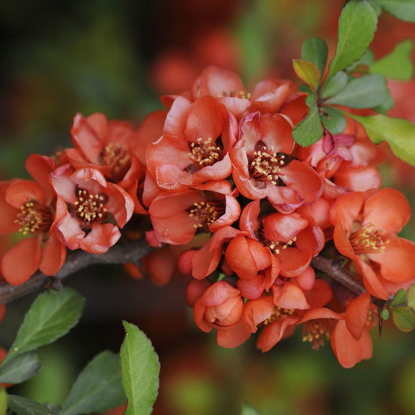 Orange Chaenomeles Flower seeds for Planting - Cut Flower Favorite, Heirloom & GMO Free Seeds for Home Garden