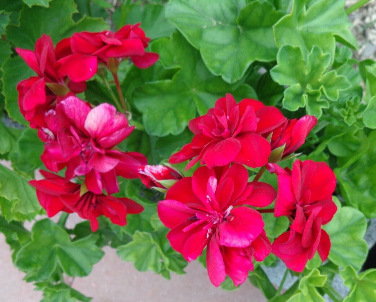 Deep Red Geranium Flower seeds for Planting - Shade Tolerant, Heirloom & GMO Free Seeds for Home Garden