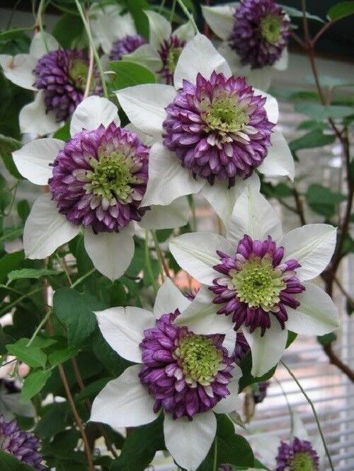 Clematis White Purple Flower seeds for Planting - Low Maintenance, Heirloom & GMO Free Seeds for Home Garden