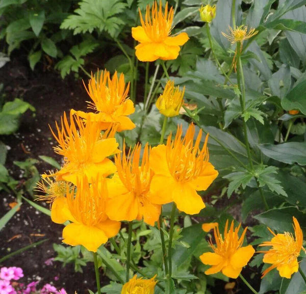 Trollius Flower seeds for Planting - Premium Quality, Heirloom & GMO Free Seeds for Home Garden
