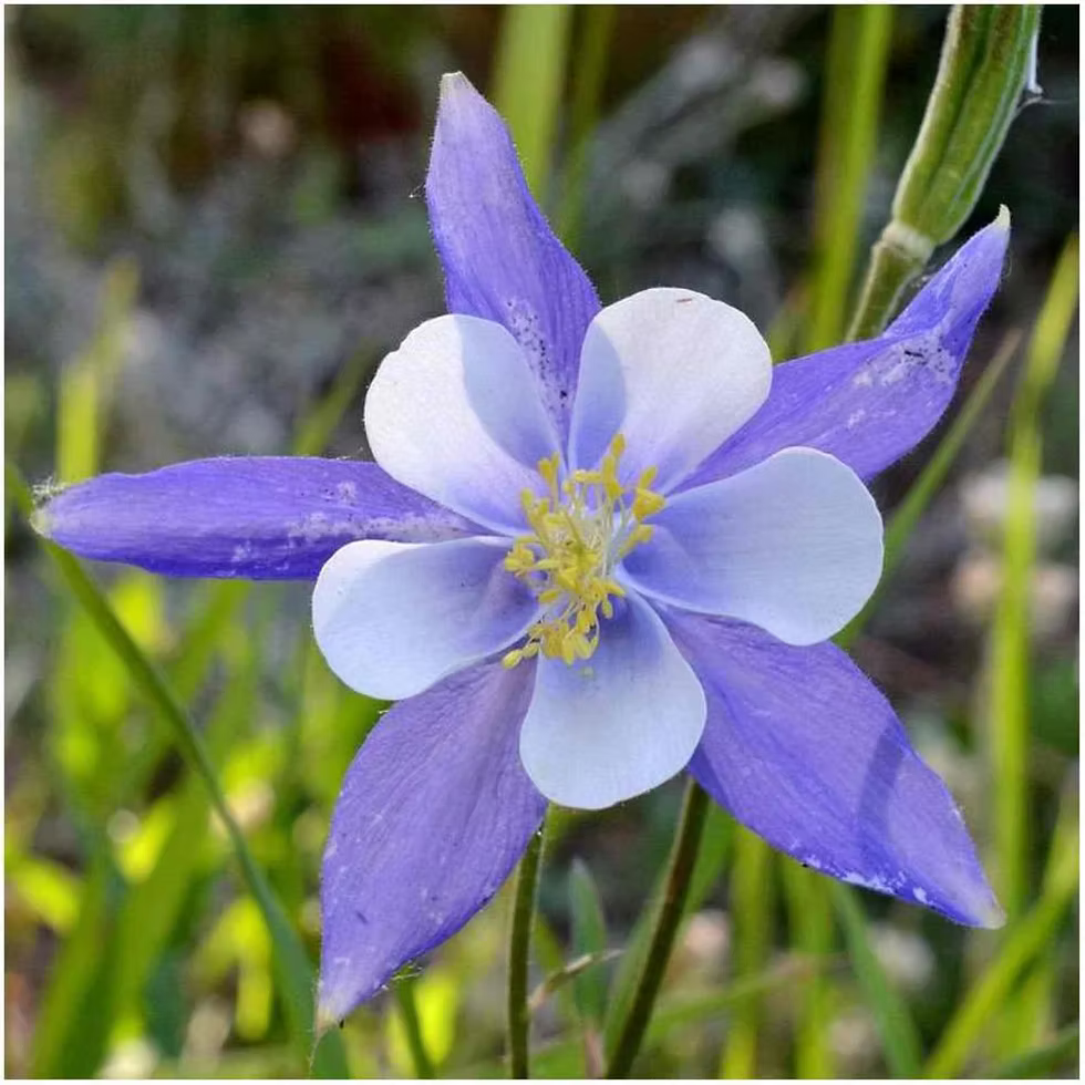 Violet Blue Aquilegia Flower Seeds for Planting Easy to Grow Heirloom & GMO Free Seeds for Home Garden
Sale