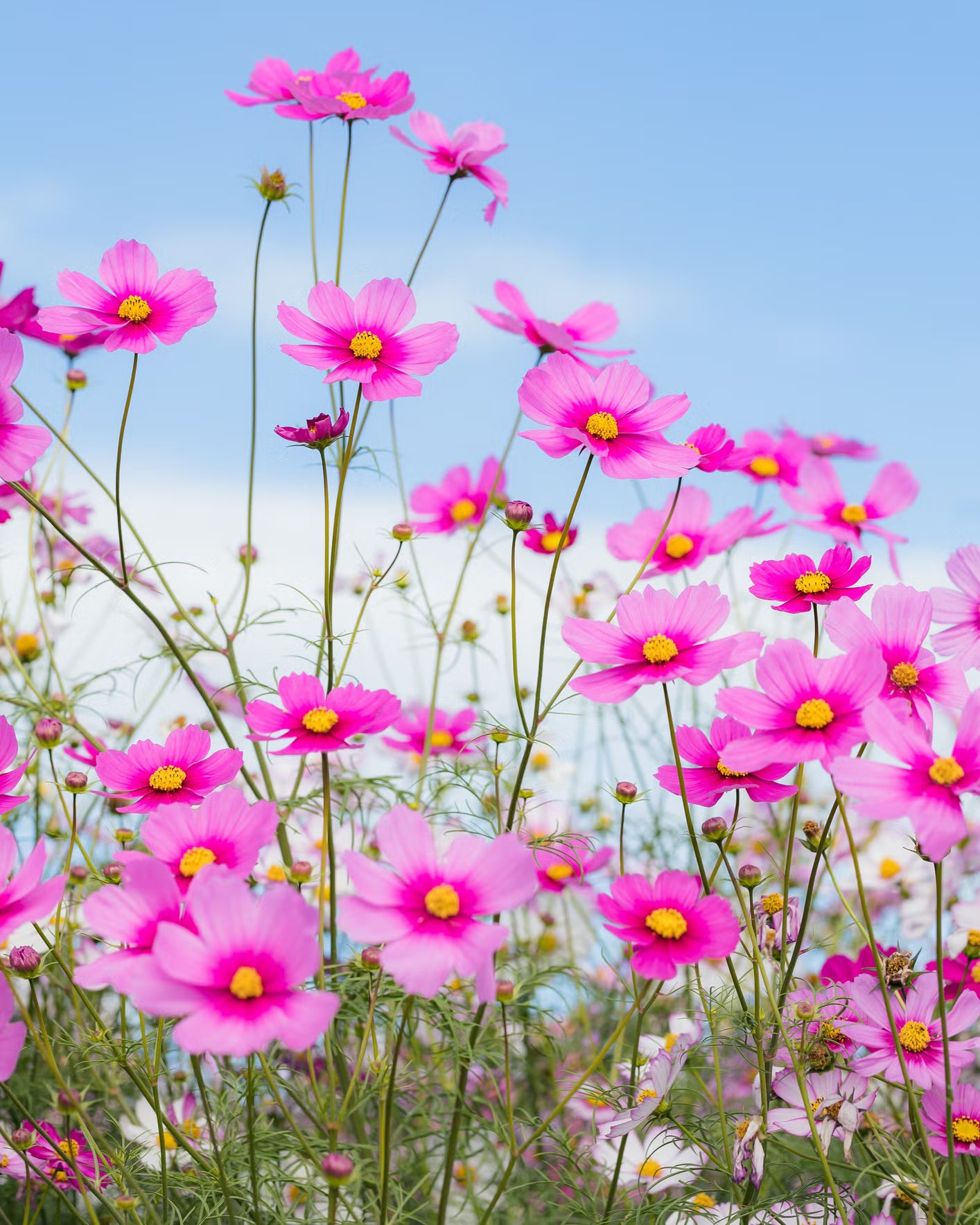 Pink Lantana Flower Planting Seeds - Brighten Your Garden with Vibrant Blooms - Evergrowseeds