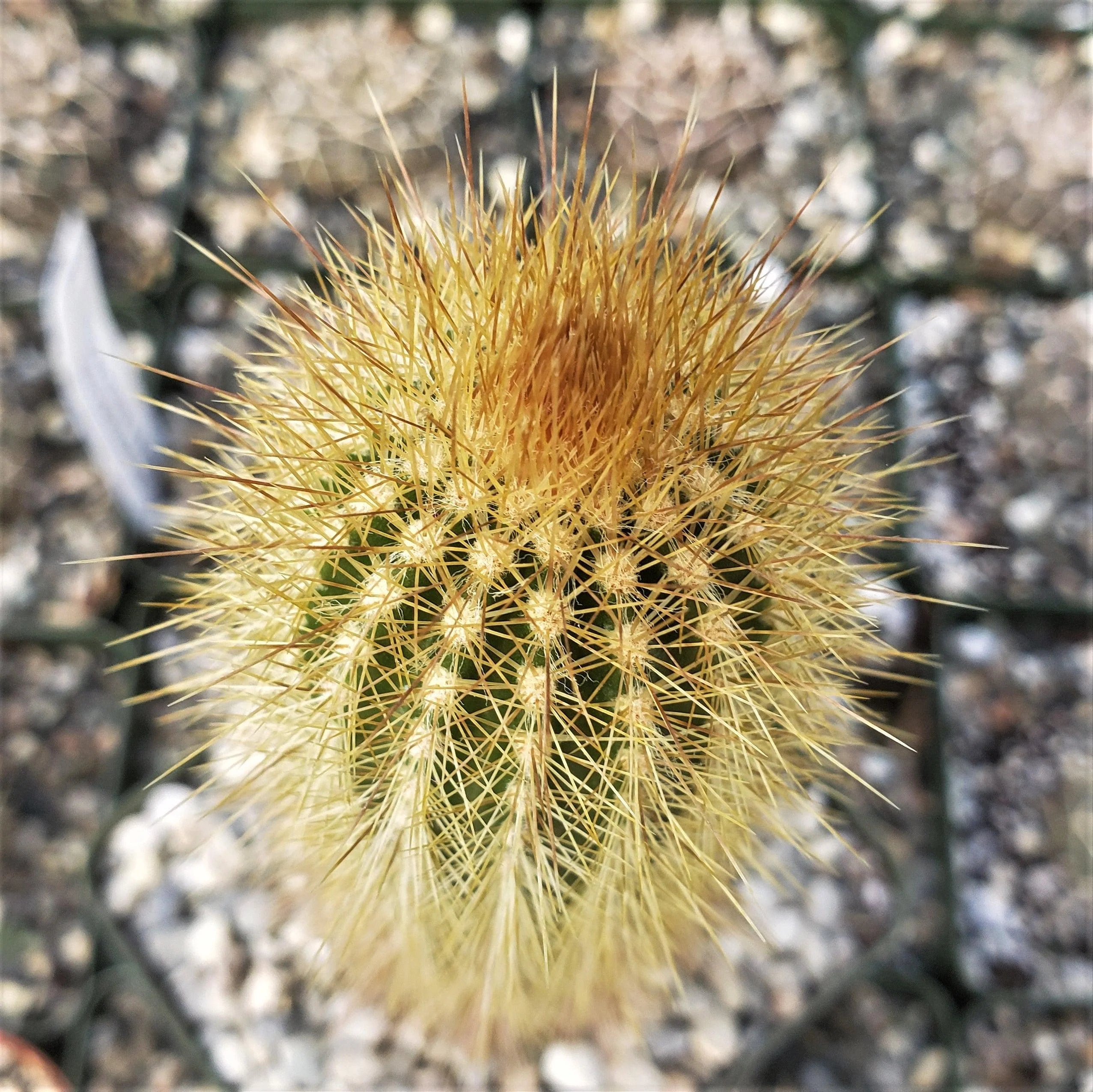 Austrocephalocereus Seeds for Planting | Green Cactus Plant