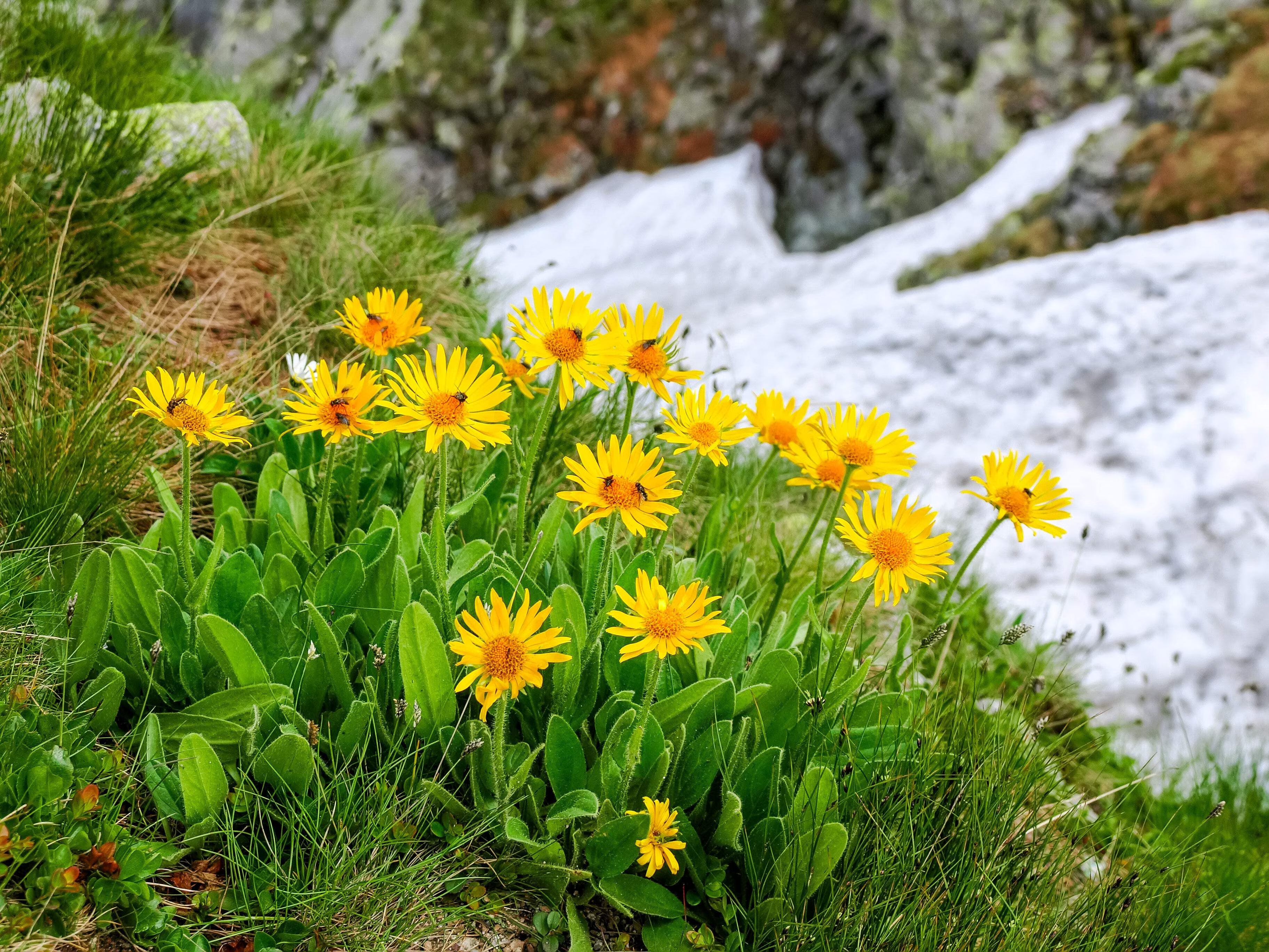 Yellow Meadow Arnica Flower Seeds for Planting - Brighten Your Garden with Vibrant Blooms - Evergrowseeds