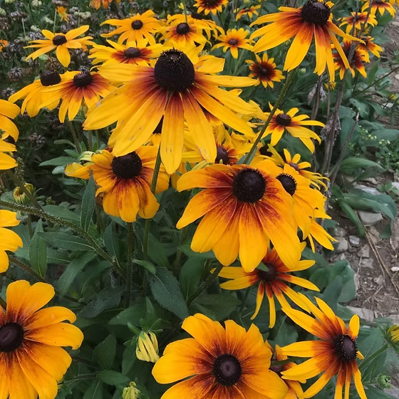 Mixed Rudbeckia Flower seeds for Planting - Compact Growth, Heirloom & GMO Free Seeds for Home Garden