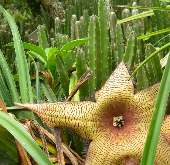 Yellow Stapelia Flower seeds for Planting Hardy Variety Heirloom & GMO Free Seeds for Home Garden
Sale