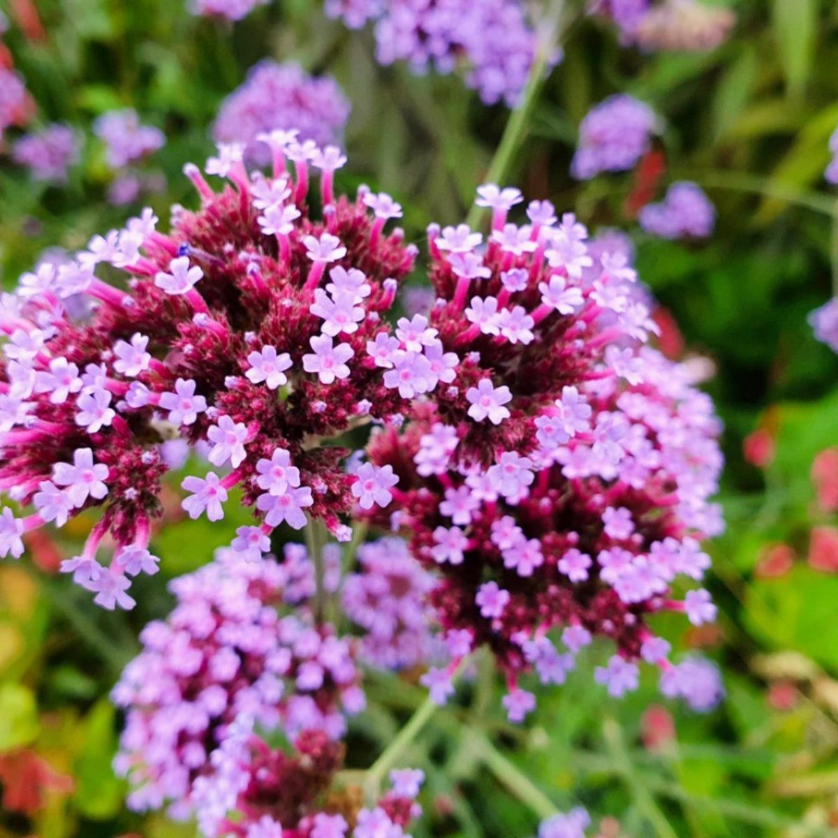 Verbena Flower Seeds for Planting