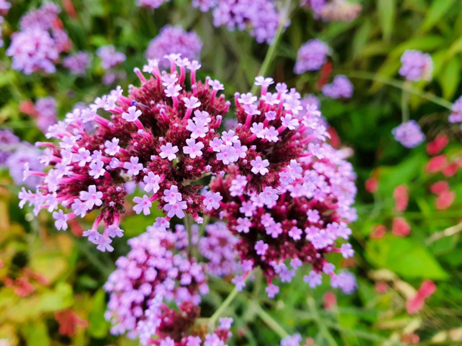 Heirloom Verbena Flower seeds for Planting Low Maintenance Heirloom & GMO Free Seeds for Home Garden