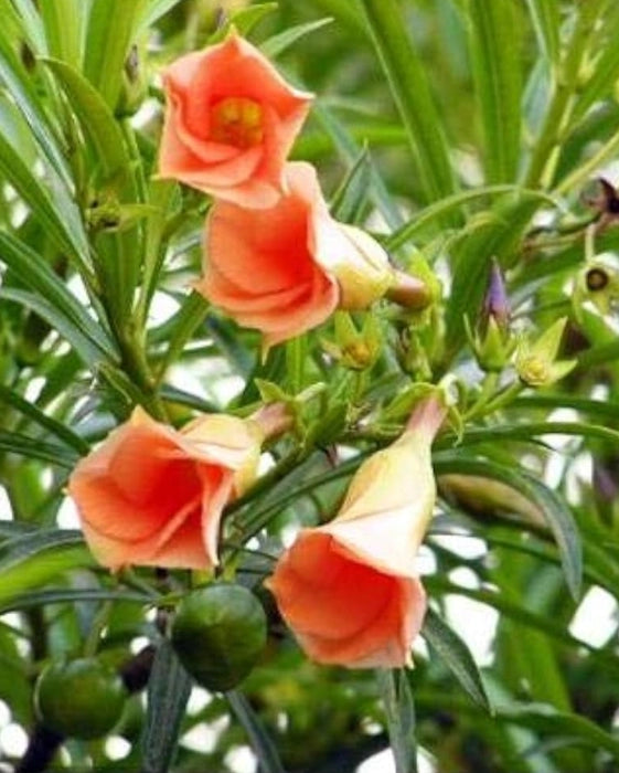Yellow Alpine Bottlebrush Flower seeds for Planting - Hardy Variety, Heirloom & GMO Free Seeds for Home Garden