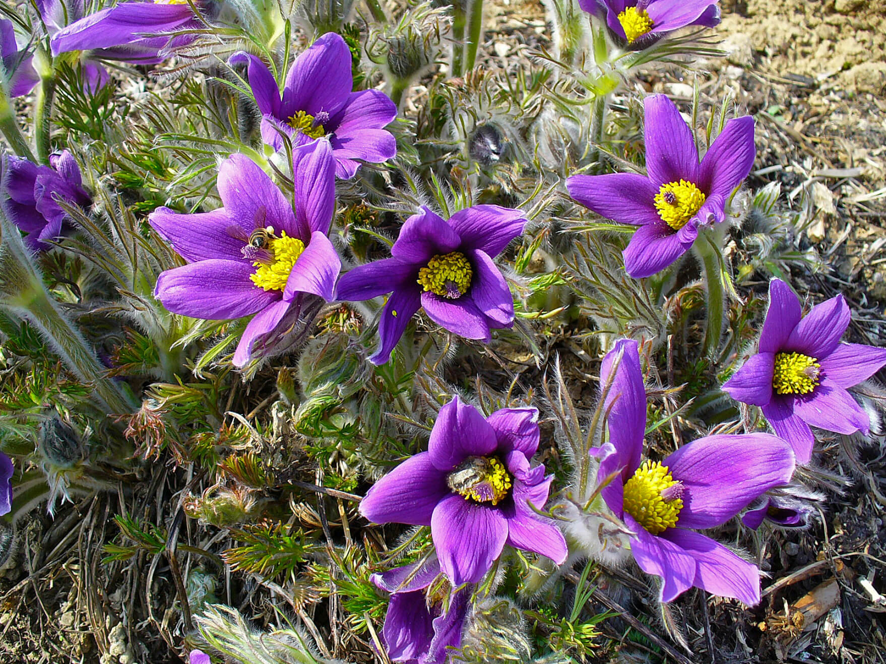 Violet Pulsatilla Flower Seeds for Easy Planting