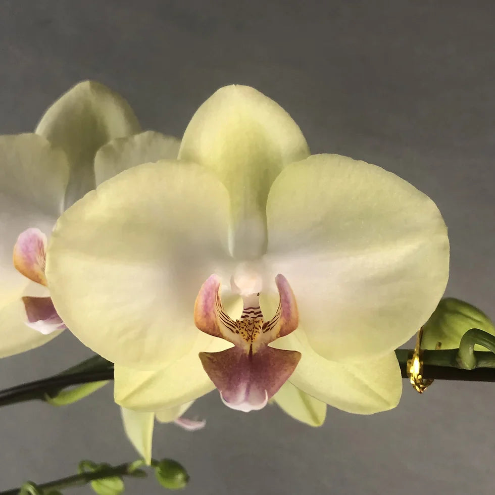 Light Yellow Phalaenopsis Orchid Seeds Flower seeds for Planting Sun Loving Heirloom & GMO Free Seeds for Home Garden
Sale for planting in home garden