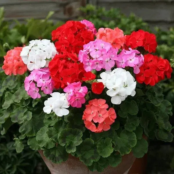 Mixed Colour Pelargonium Flower Seeds for Planting Easy to Grow Heirloom & GMO Free Seeds for Home Garden
Sale