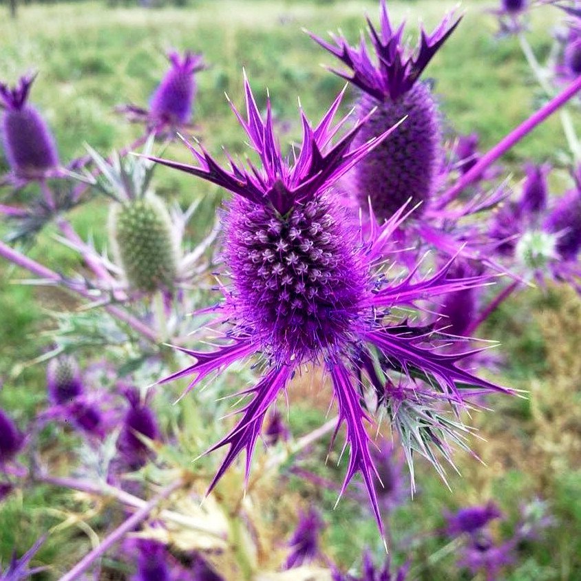 Purple Eryngo Flower seeds for Planting - Easy to Grow, Heirloom & GMO Free Seeds for Home Garden