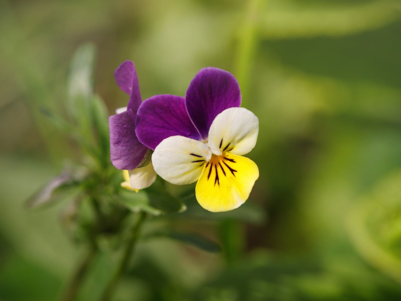 Johnny Jumpup Viola Flower seeds for Planting Colorful Display Heirloom & GMO Free Seeds for Home Garden
Sale