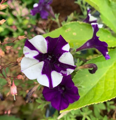 Shock Wave Tie Dye Purple Petunia Flower seeds for Planting - Shade Tolerant, Heirloom & GMO Free Seeds for Home Garden