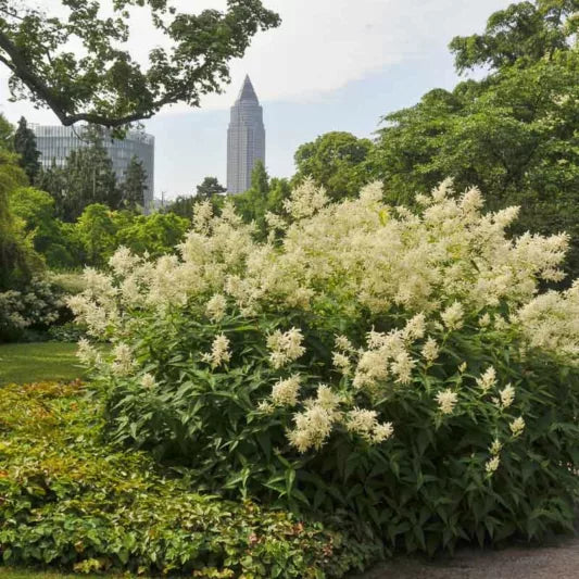 White Sumac Flower seeds for Planting - Drought Tolerant, Heirloom & GMO Free Seeds for Home Garden