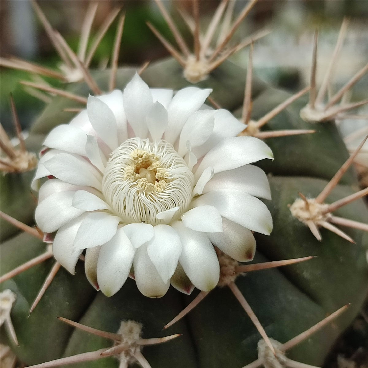 White Gymnocalycium Eurypleurum Flower seeds for Planting - Drought Tolerant, Heirloom & GMO Free Seeds for Home Garden