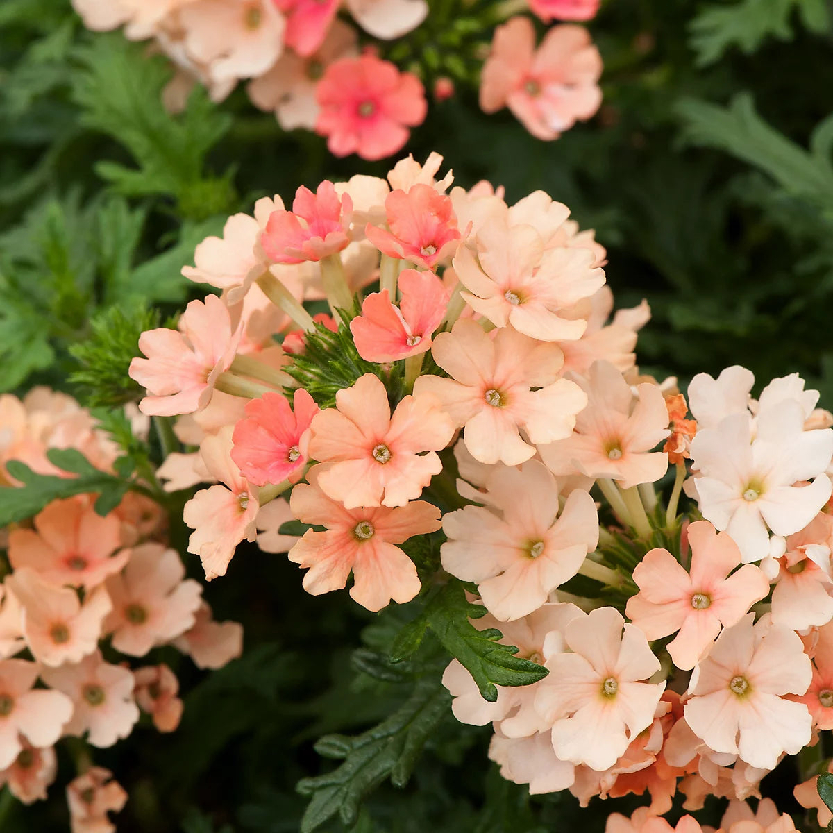 Light Orange Verbena Flower Seeds for Planting Low Maintenance Heirloom & GMO Free Seeds for Home Garden
Sale