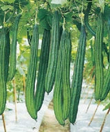 Ridge Gourd Vegetable Seeds for Home Gardening