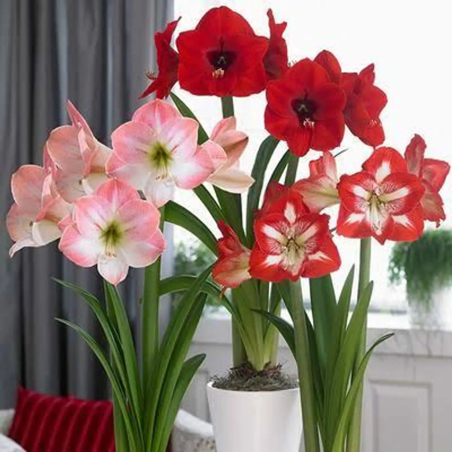 White Pink Hippeastrum Rutilum Flower seeds for Planting - Perfect for Borders, Heirloom & GMO Free Seeds for Home Garde