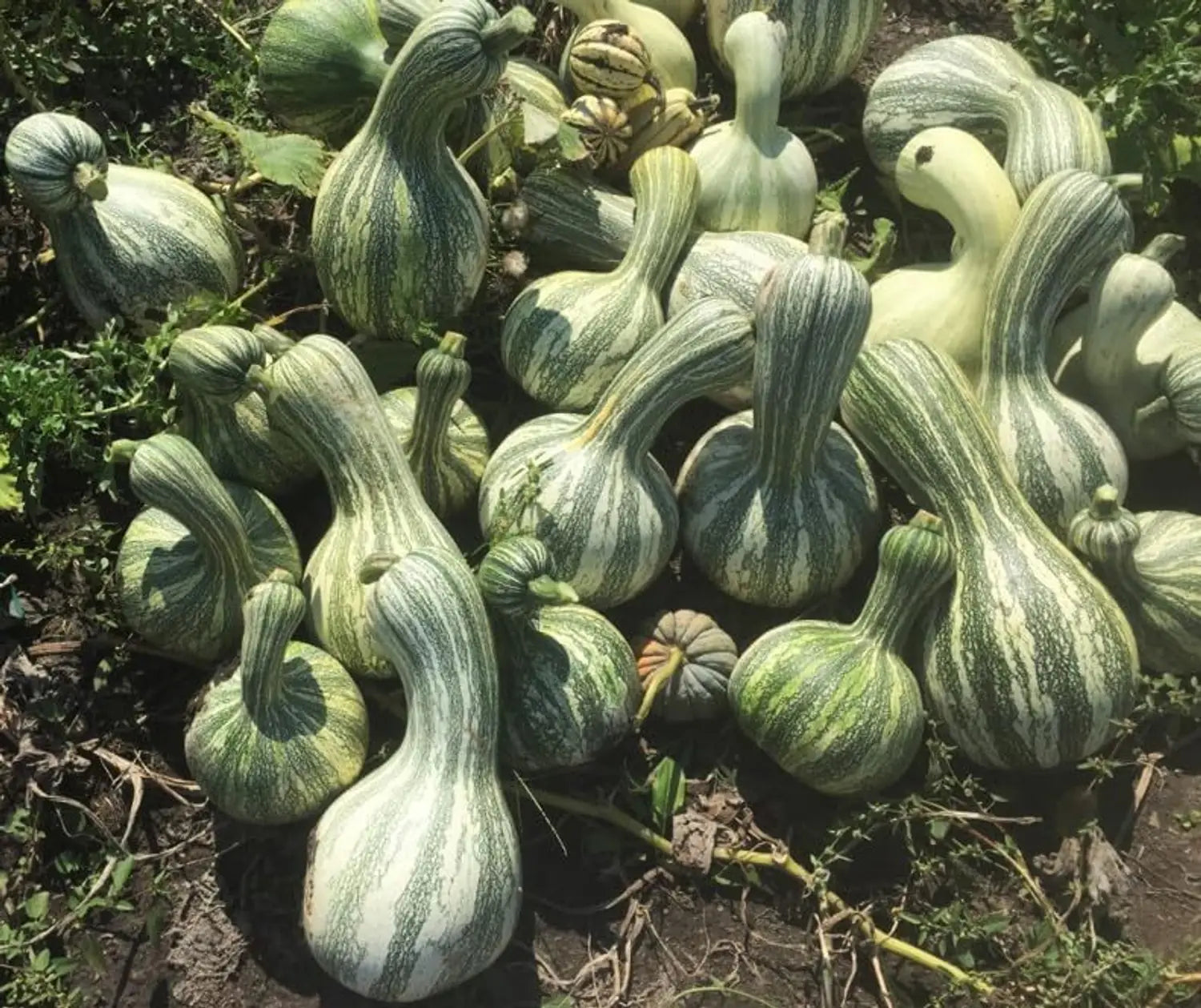 Cushaw Pumpkin Seeds for Easy Planting