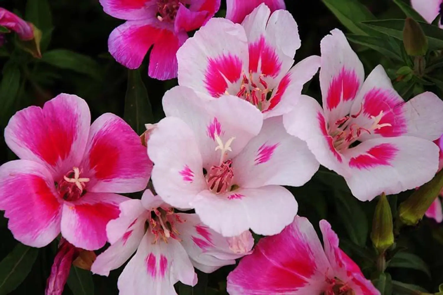 Pink White Clarkia Flower seeds for Planting - Shade Tolerant, Heirloom & GMO Free Seeds for Home Garden