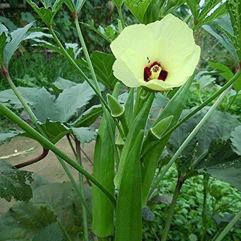 Green Clemson Vegetable Garden Seeds for Planting