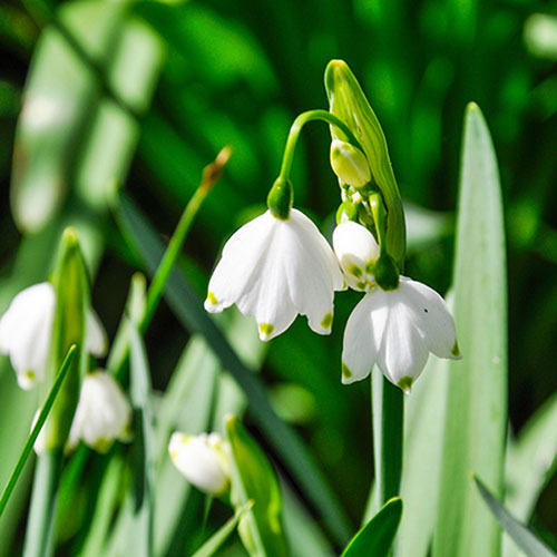 White Rich Aroma Flower seeds for Planting - Colorful Display, Heirloom & GMO Free Seeds for Home Garden