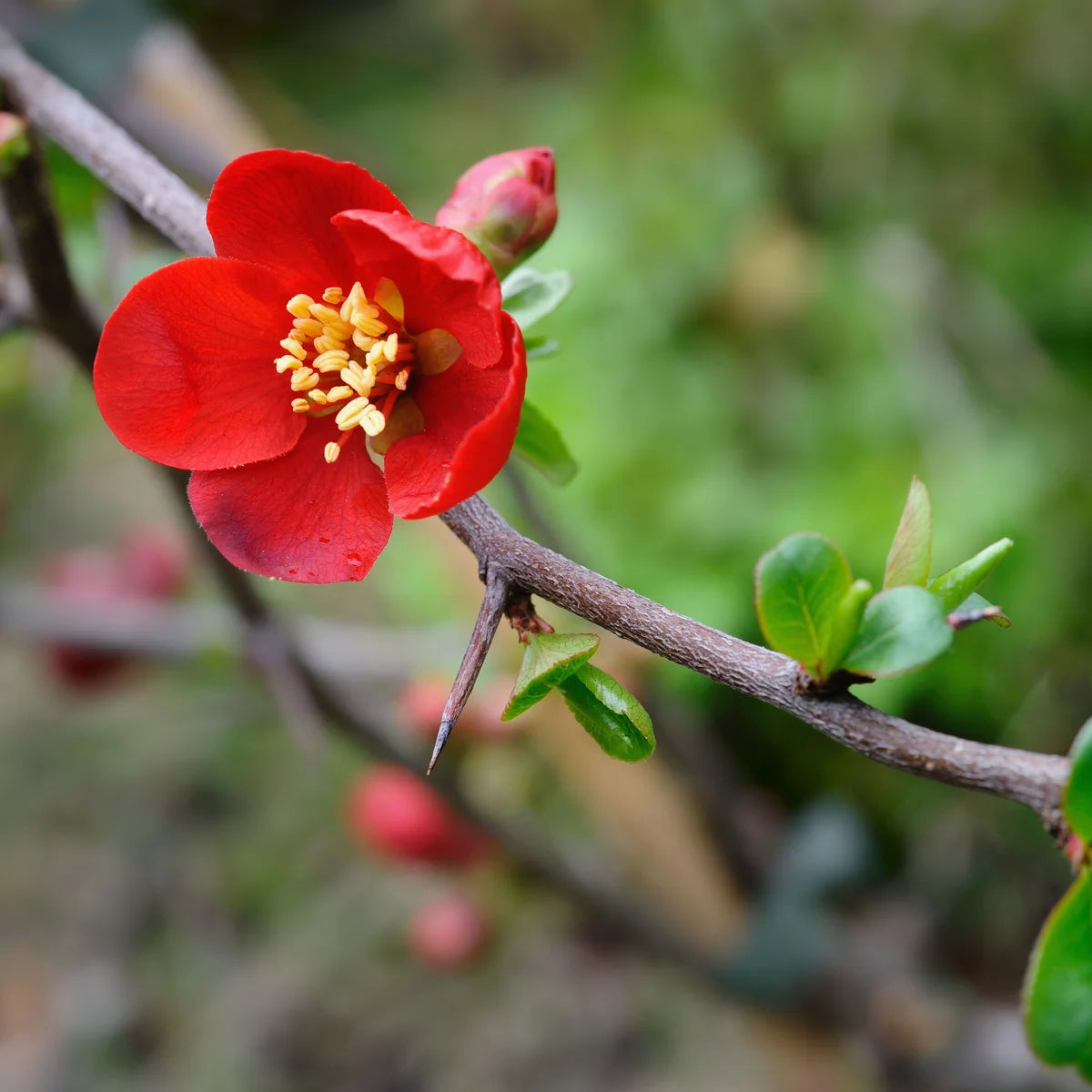 Chaenomeles Flower seeds for Planting - Cottage Garden Essential, Heirloom & GMO Free Seeds for Home Garden