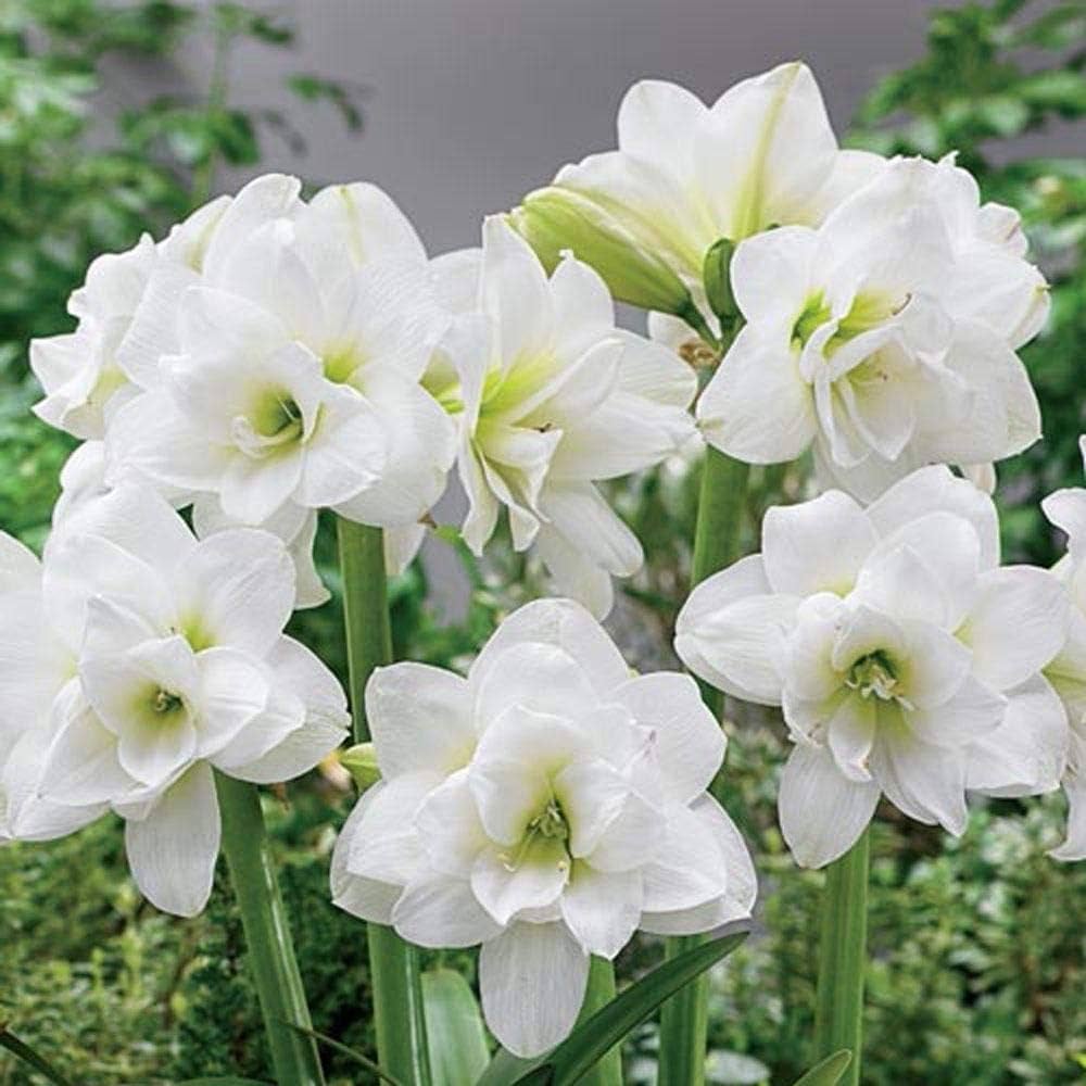 White Amaryllis Barbados Seeds for Planting Cottage Garden Essential Heirloom & GMO Free Seeds for Home Garden
Sale