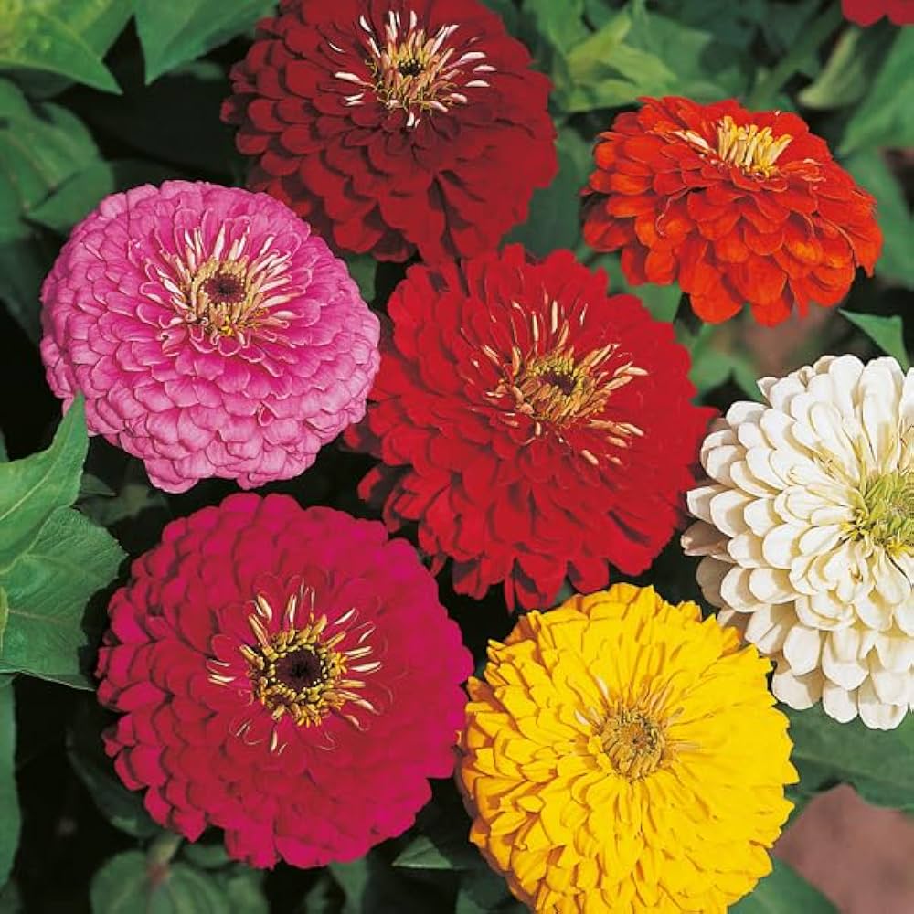 Zinnia Pumila Mix Zinnia elegans Seeds for Planting flower bed home garden