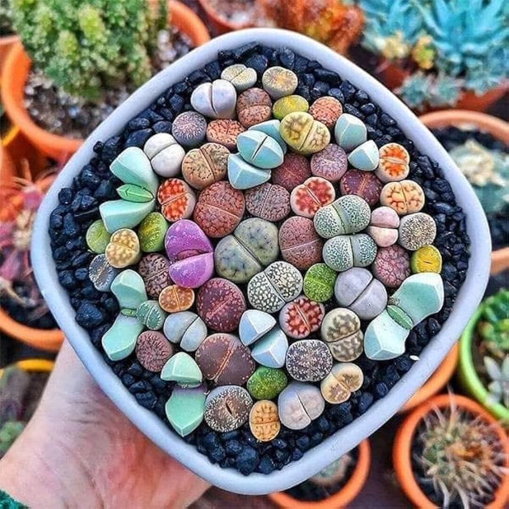 Living Stone Sempervivum Seeds - Mixed Varieties for Planting