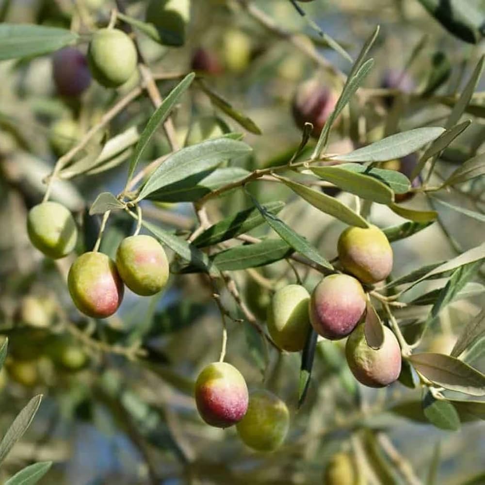 Olive Tree Planting Seeds for Home Gardens