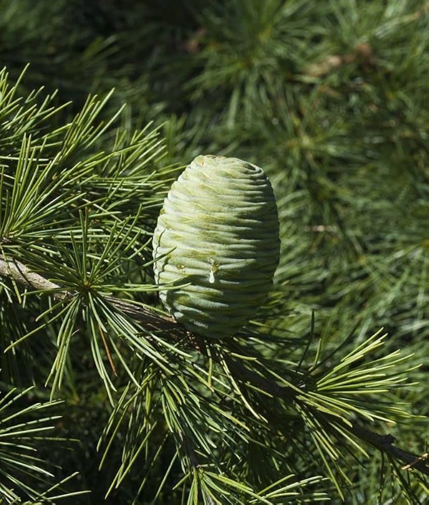 Cedrus Deodara Seeds for Planting