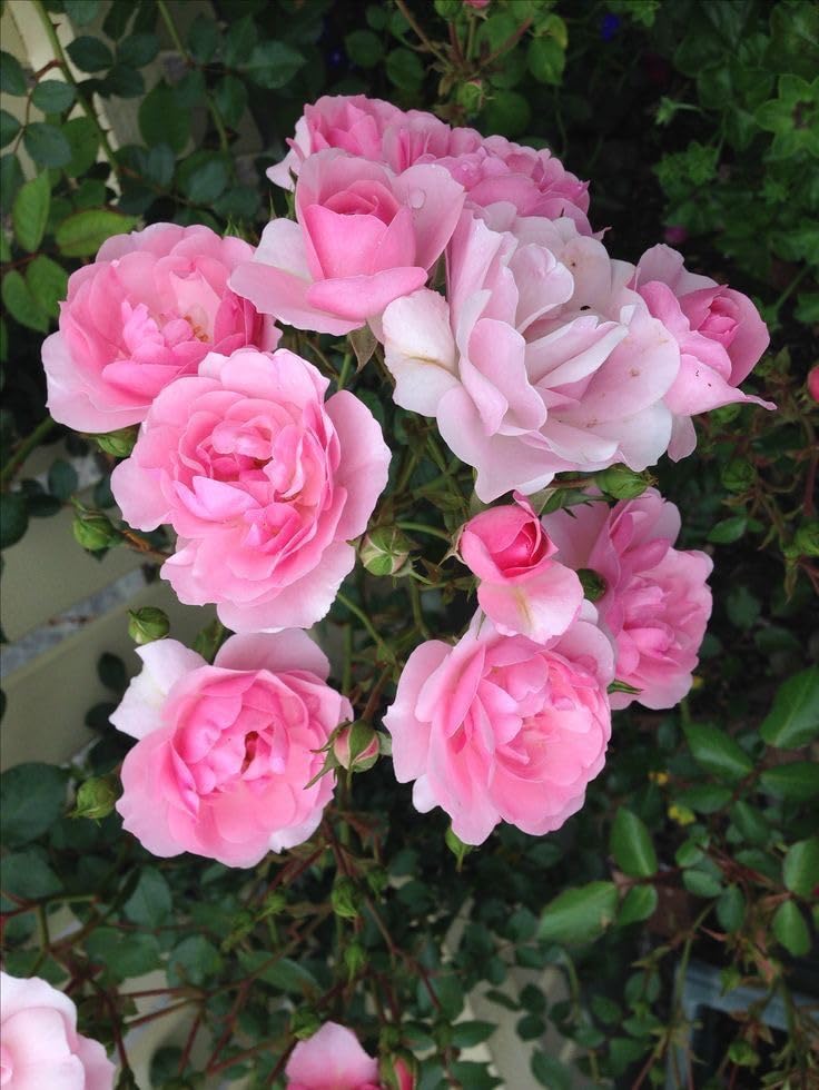 Rosenbusch Flower Seeds for Planting Beautiful Blossoms for Your Garden