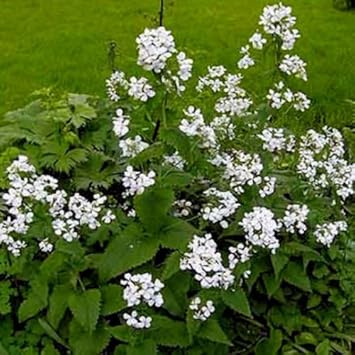 White Lunaria Rediviva Flower seeds for Planting - Premium Quality, Heirloom & GMO Free Seeds for Home Garden
Sale for planting in home garden.