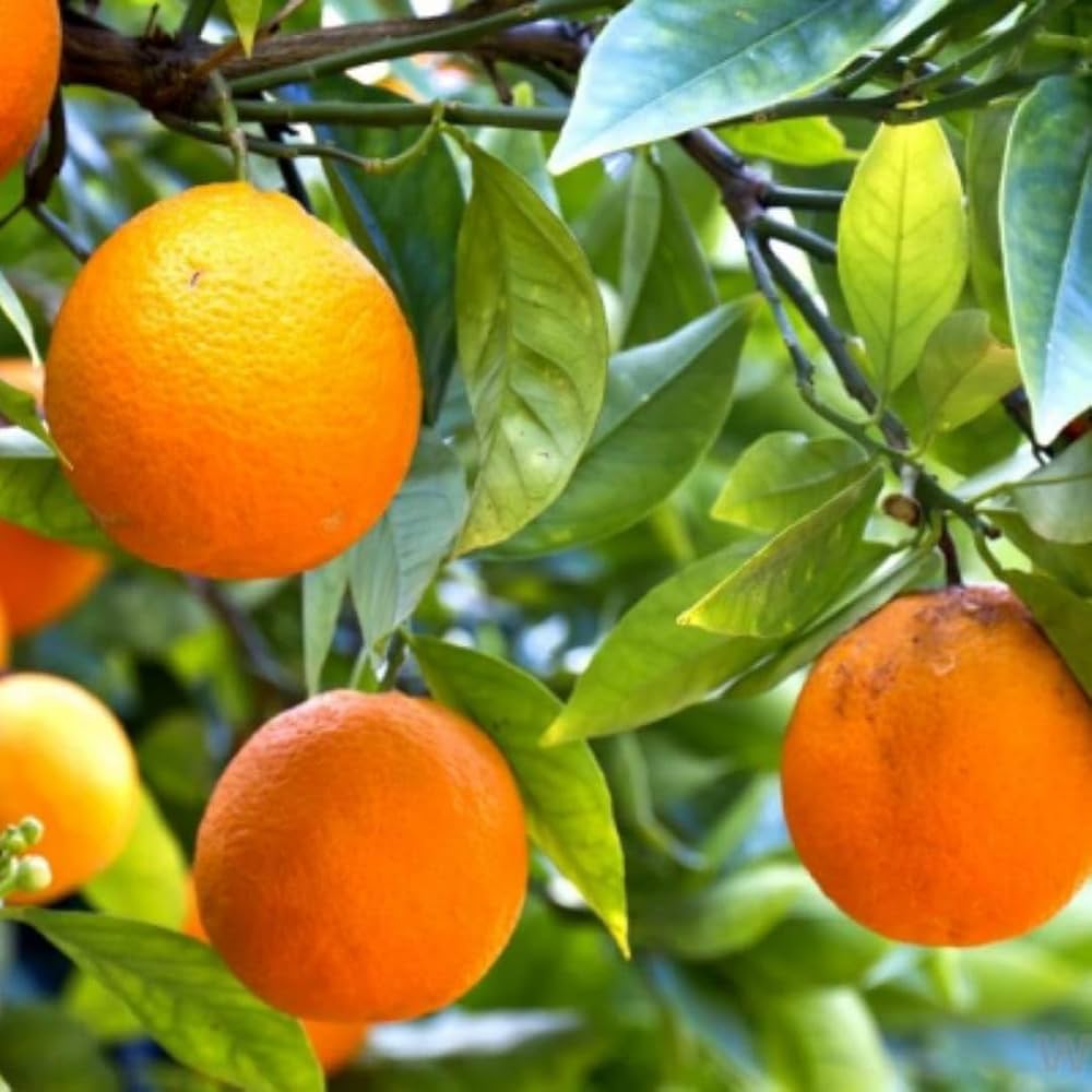 Miniature Orange Tree Seeds for Planting Grow Your Own Indoor Citrus