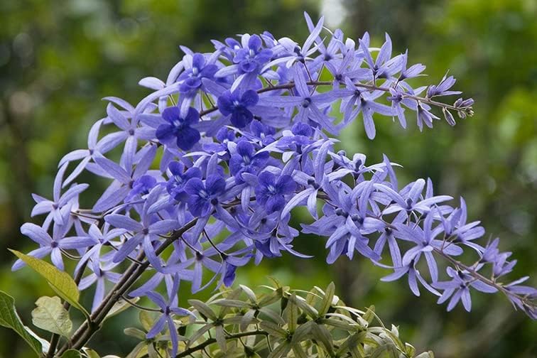 Purple Sandpaper Vine PETREA VOLUBILIS Flower seeds blooming in flower beds, containers, borders, and pollinator-friendly gardens