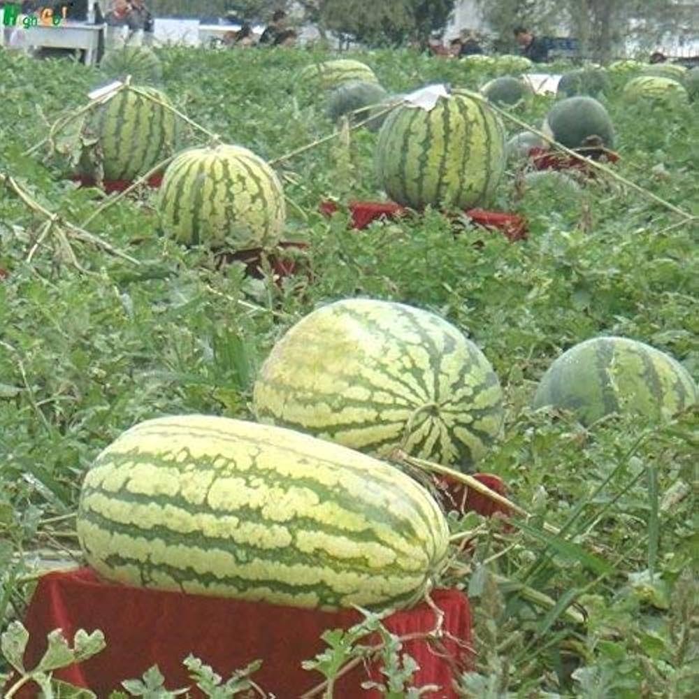 Watermelon Citrullus lanatus Seeds for Planting in Vegetable Patch