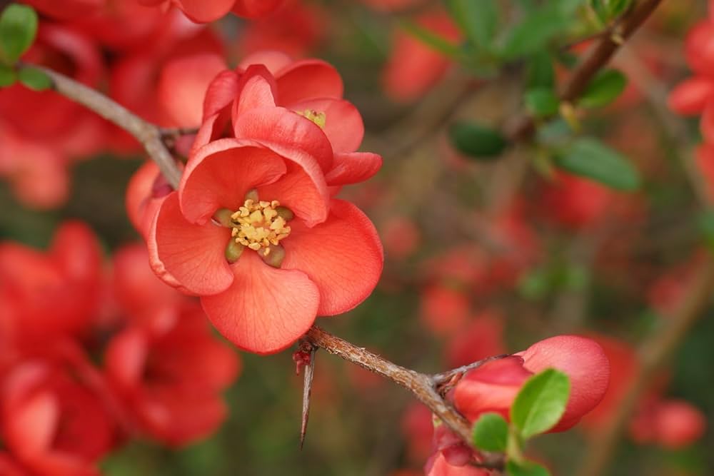 Chaenomeles Flower seeds for Planting - Cottage Garden Essential, Heirloom & GMO Free Seeds for Home Garden
Sale for planting in home garden.