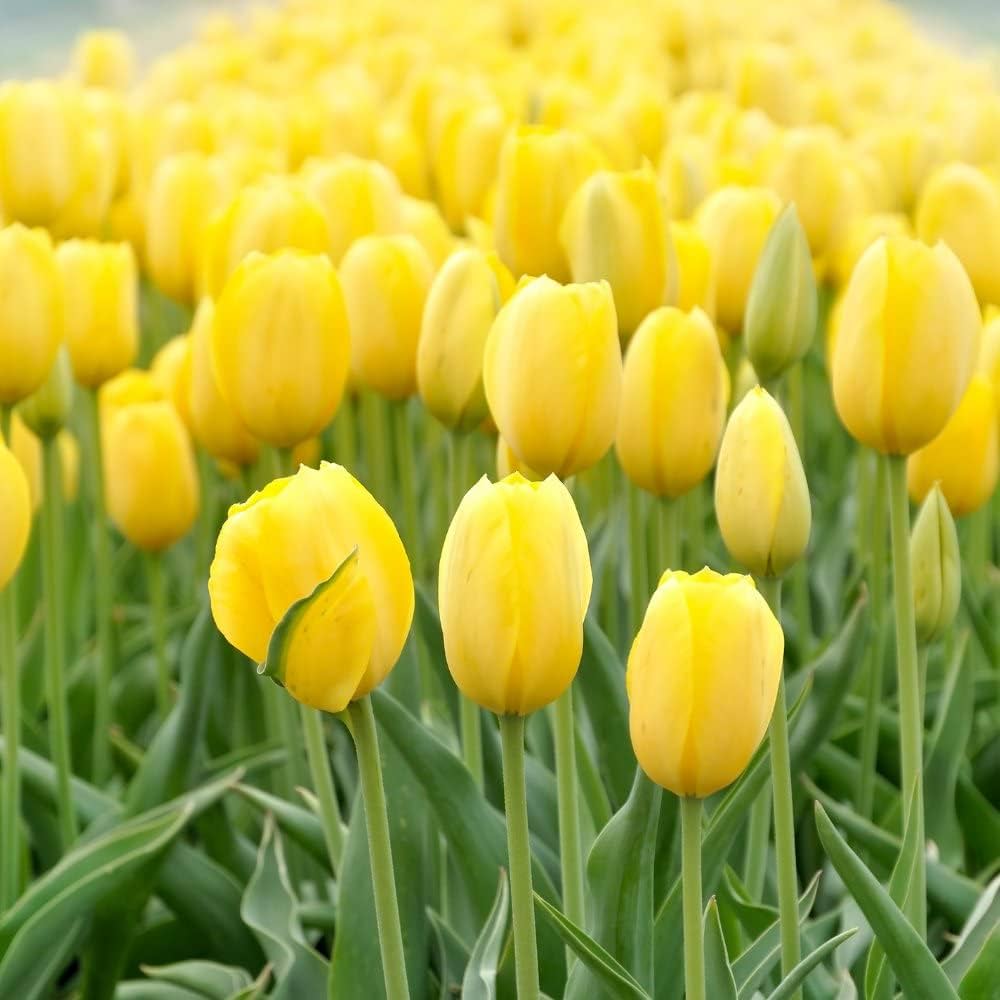 Green And Yellow Tulip Flower Seeds For Planting