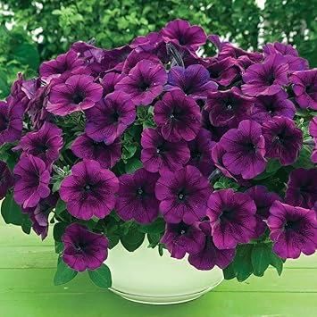 Deep Purple Petunia Flower seeds for Planting Vibrant Colors Heirloom & GMO Free Seeds for Home Garden
Sale for planting in home garden