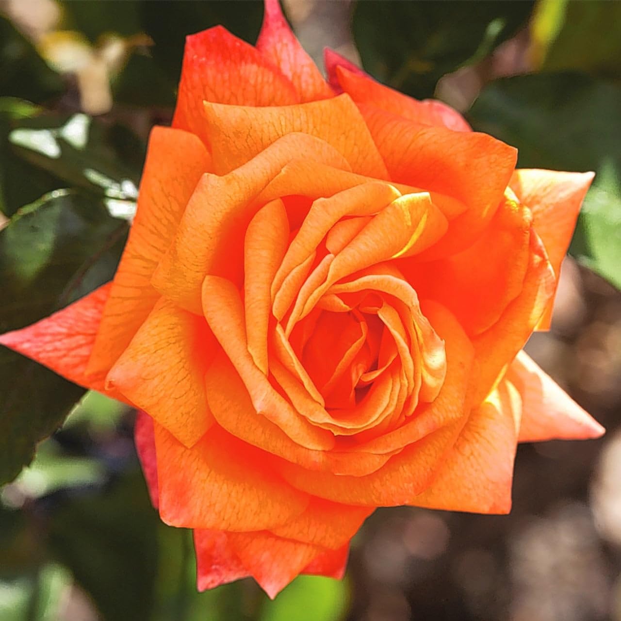 Dark Orange Rose Seeds for Planting Vibrant Garden Blooms